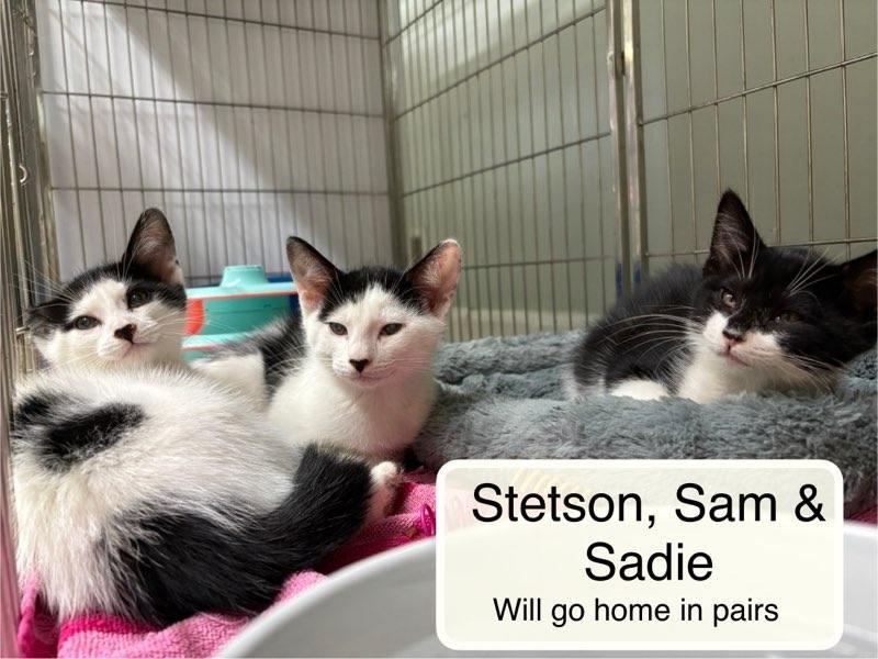 Enlarge Sadie, Sam and Stetson must be adopted with a sibling, a ADOPTABLE Domestic Short Hair in Ellicott City, MD image 2/6