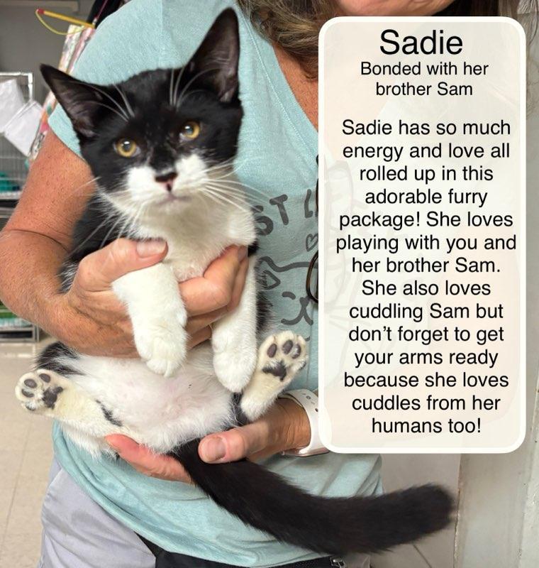 Enlarge Sadie and Sam, a Adoptable Domestic Short Hair in Ellicott City, MD image 3/6