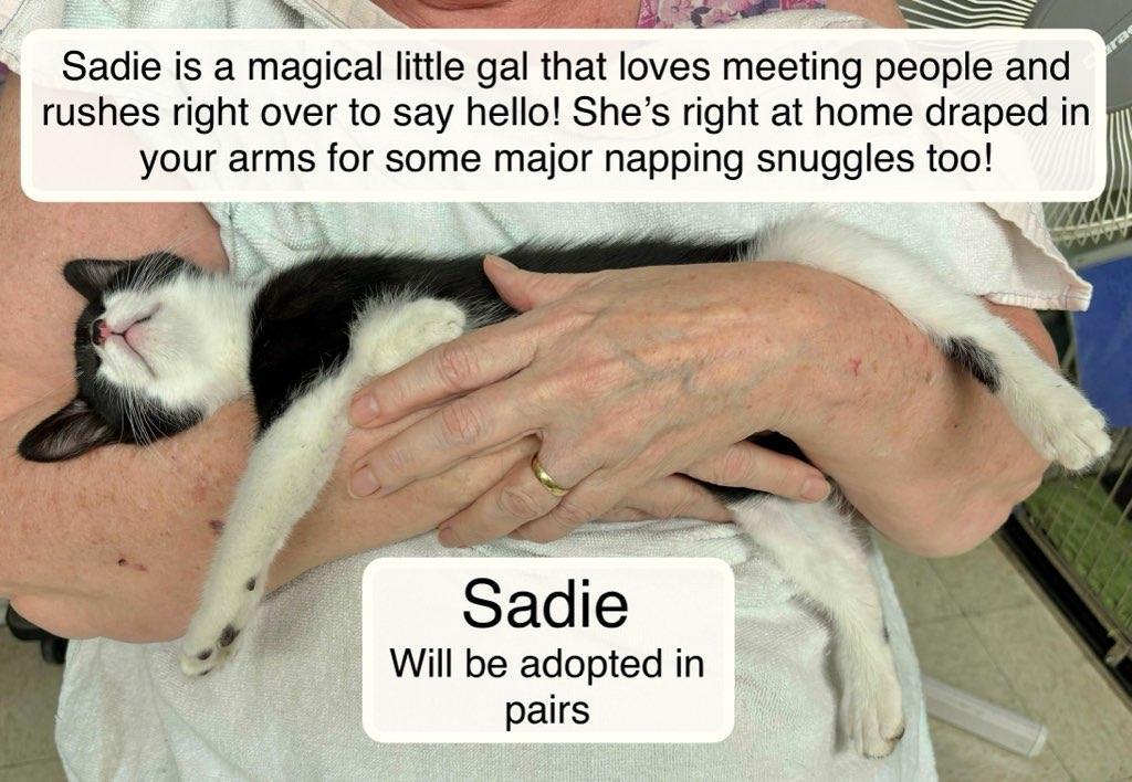 Enlarge Sadie and Sam, a Adoptable Domestic Short Hair in Ellicott City, MD image 1/6