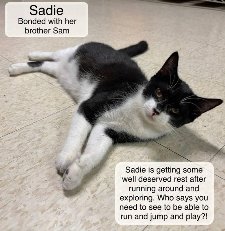 Enlarge Sadie and Sam, a Adoptable Domestic Short Hair in Ellicott City, MD image 4/6