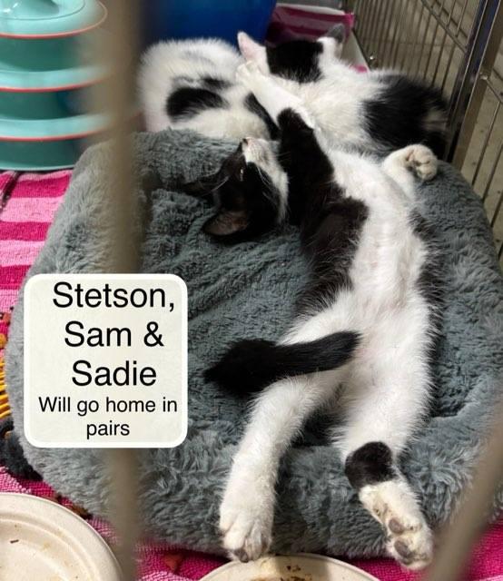 Sadie, Sam and Stetson must be adopted with a sibling, ADOPTABLE, Kitten Male Domestic Short Hair.