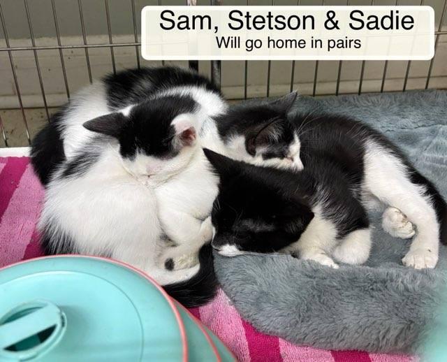 Enlarge Sadie, Sam and Stetson must be adopted with a sibling, a ADOPTABLE Domestic Short Hair in Ellicott City, MD image 3/6