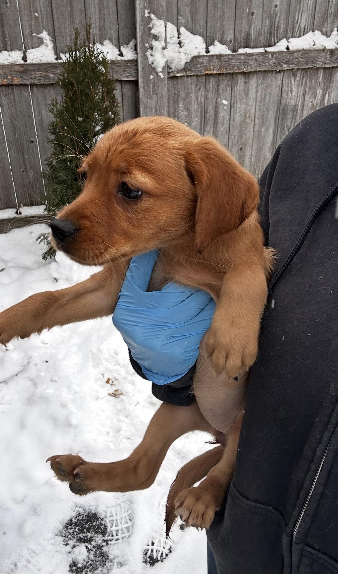 Enlarge Sparrow, a ADOPTABLE mixed breed in Arlington Heights, IL image 5/5