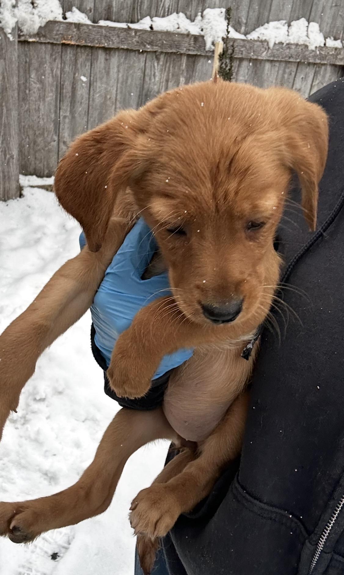 Enlarge Sparrow, a ADOPTABLE mixed breed in Arlington Heights, IL image 3/5