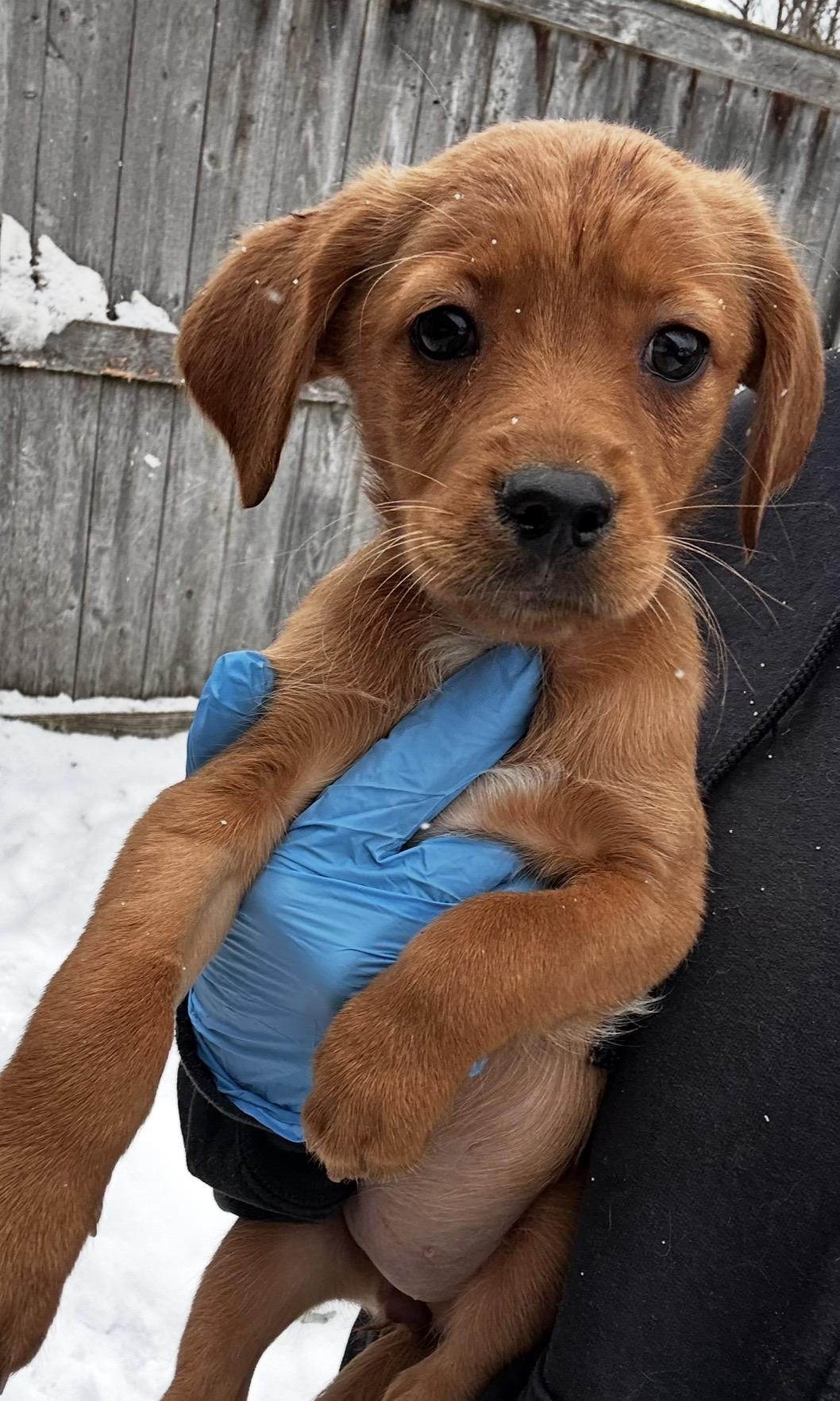 Enlarge Sparrow, a ADOPTABLE mixed breed in Arlington Heights, IL image 1/5