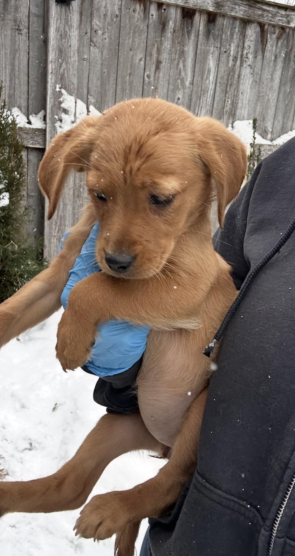 Enlarge Sparrow, a ADOPTABLE mixed breed in Arlington Heights, IL image 4/5