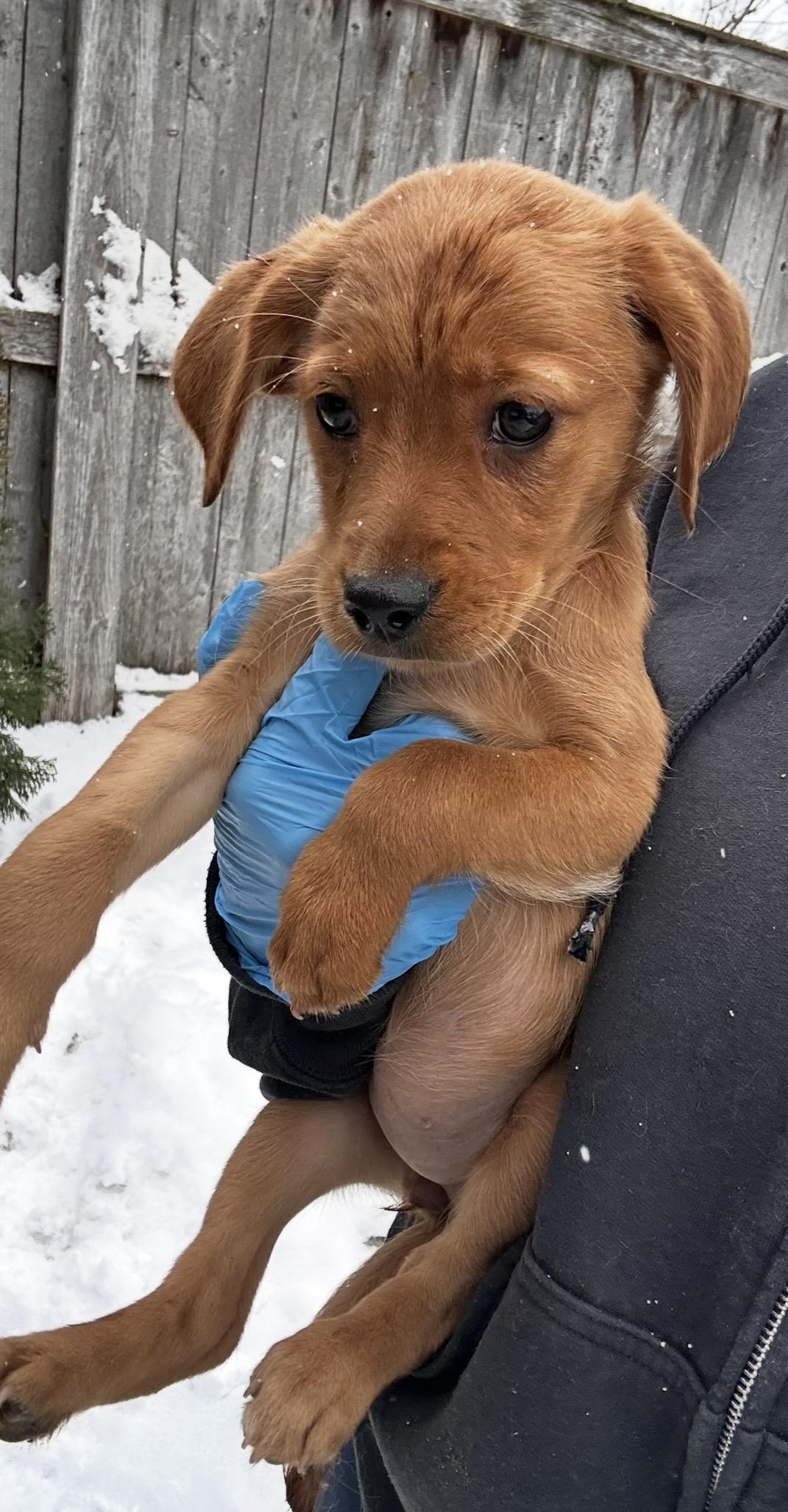 Enlarge Sparrow, a ADOPTABLE mixed breed in Arlington Heights, IL image 2/5