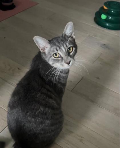 Dropzone - in Foster, Adoptable, Kitten Male Domestic Short Hair.