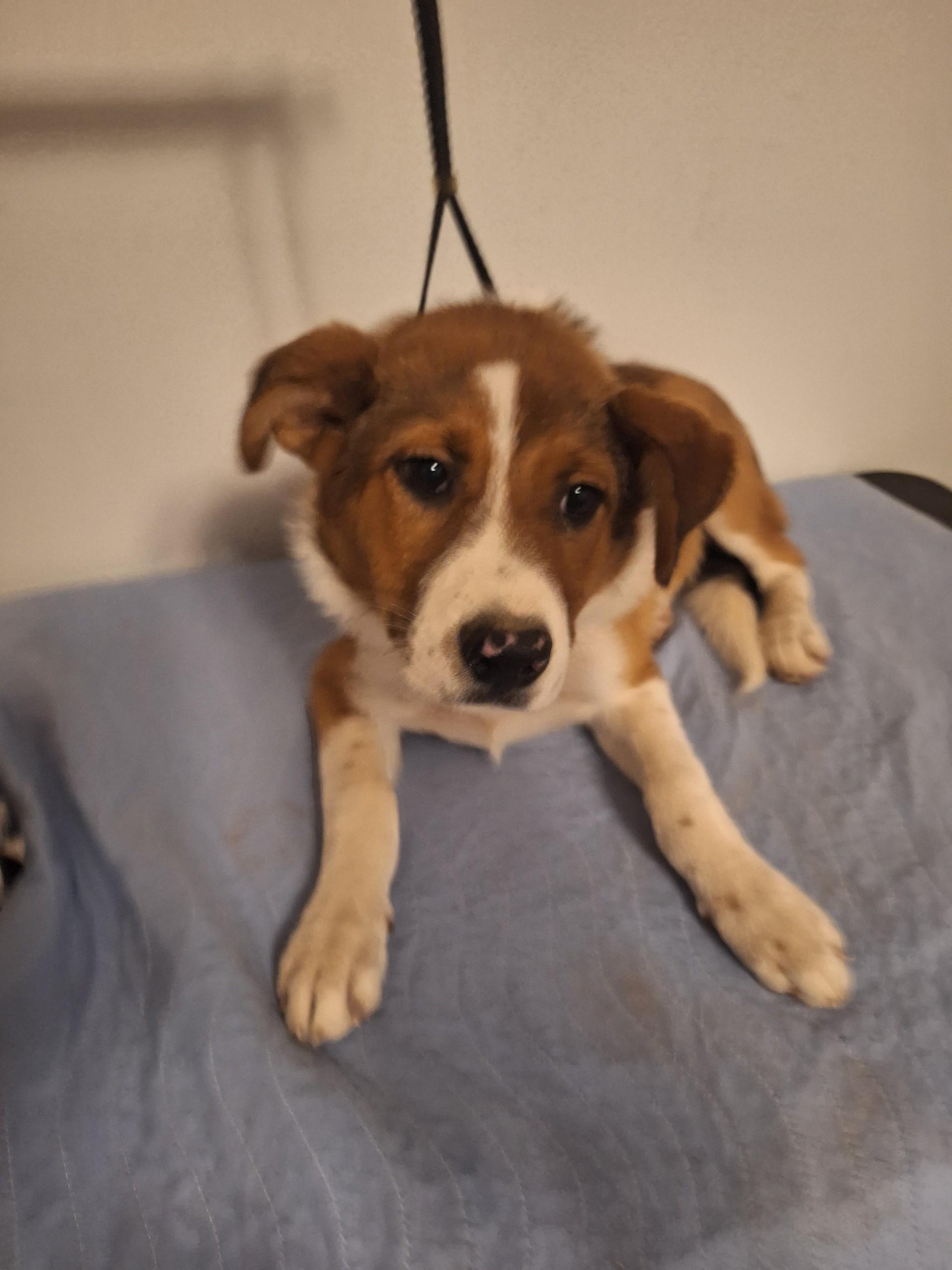 Enlarge Sally, an adopted mixed breed in Melbourne, AR image 1/1