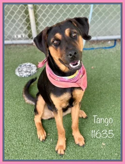 Meet Tango  The Total Package Name Tango  ID 11635  Kennel 833 Age 2 years  Weight 66