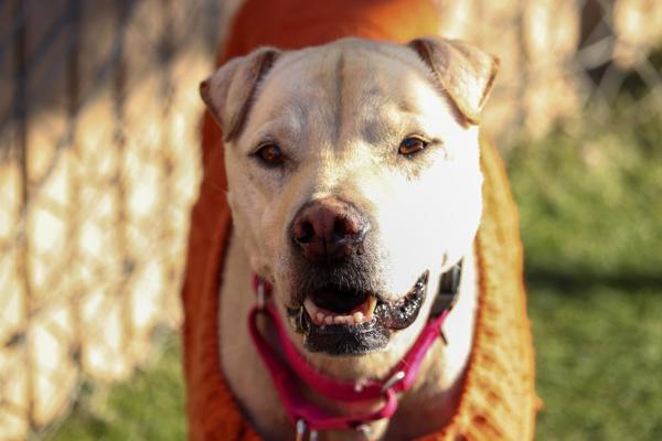 Enlarge Kayden, a Adoptable mixed breed in Oceanside, CA image 1/1