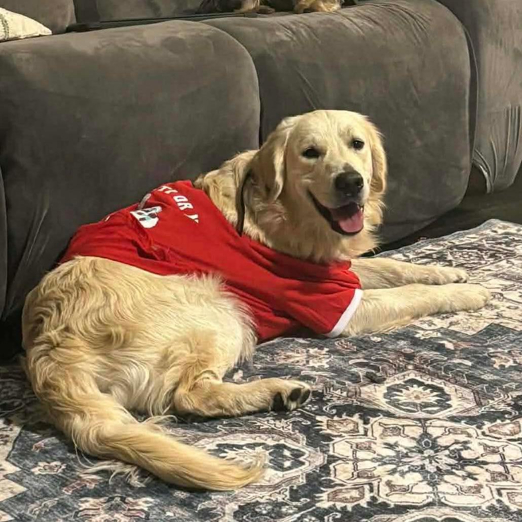 Enlarge Snow, a ADOPTABLE Golden Retriever in Oklahoma City, OK image 3/3