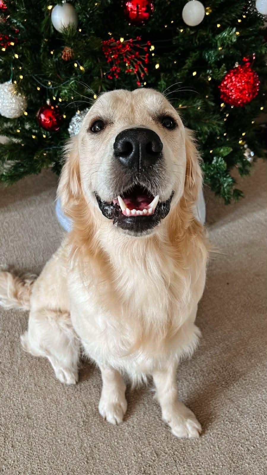 Snow, ADOPTABLE, Young Male Golden Retriever.