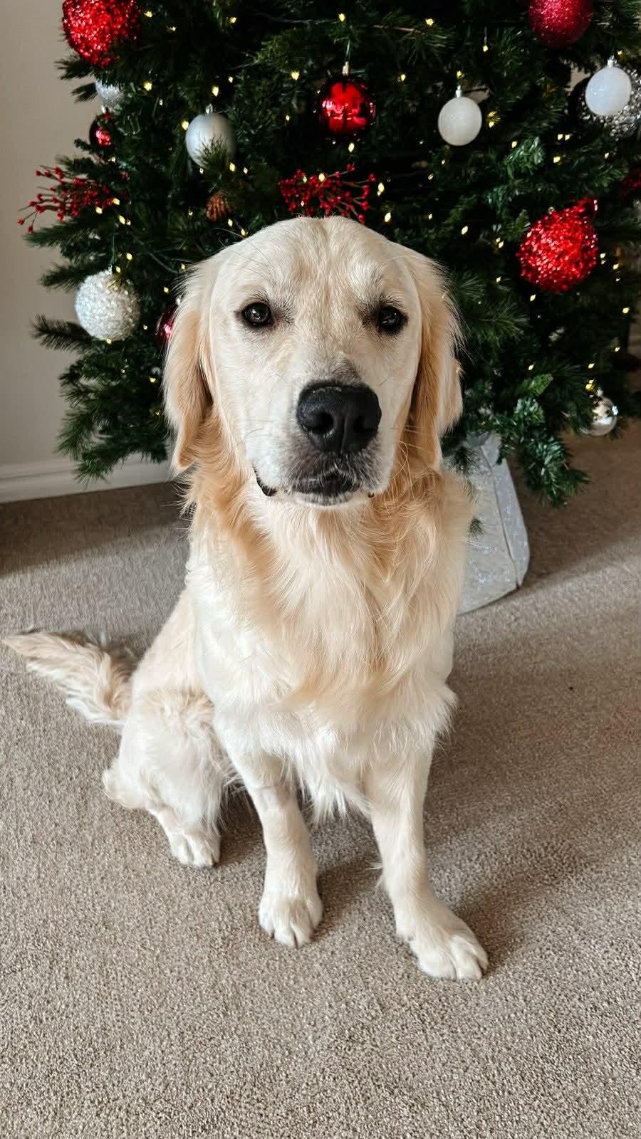 Enlarge Snow, a ADOPTABLE Golden Retriever in Oklahoma City, OK image 2/3
