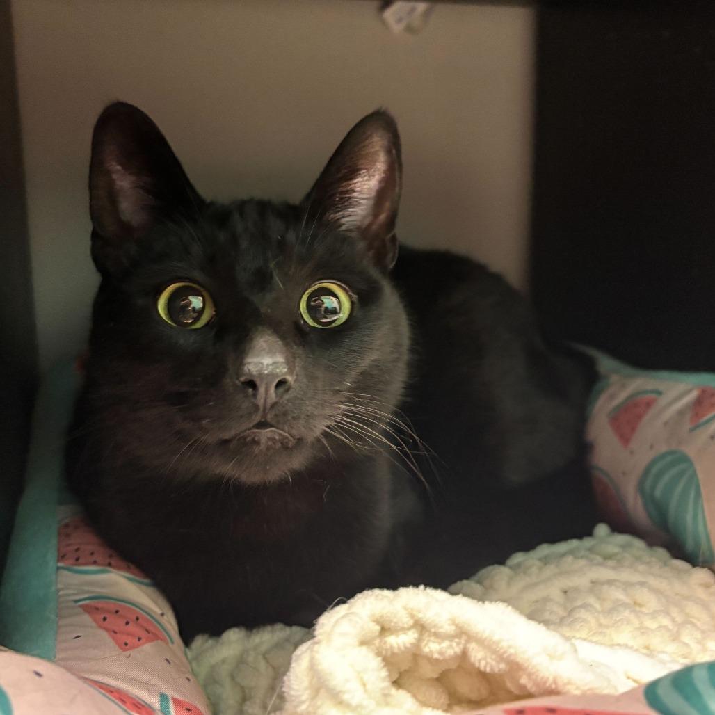 Inky, Adoptable, Adult Female Domestic Short Hair.