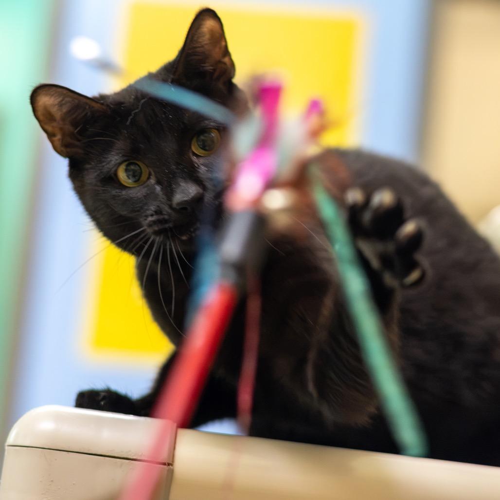 Enlarge Inky, a Adoptable Domestic Short Hair in Newark, DE image 2/6