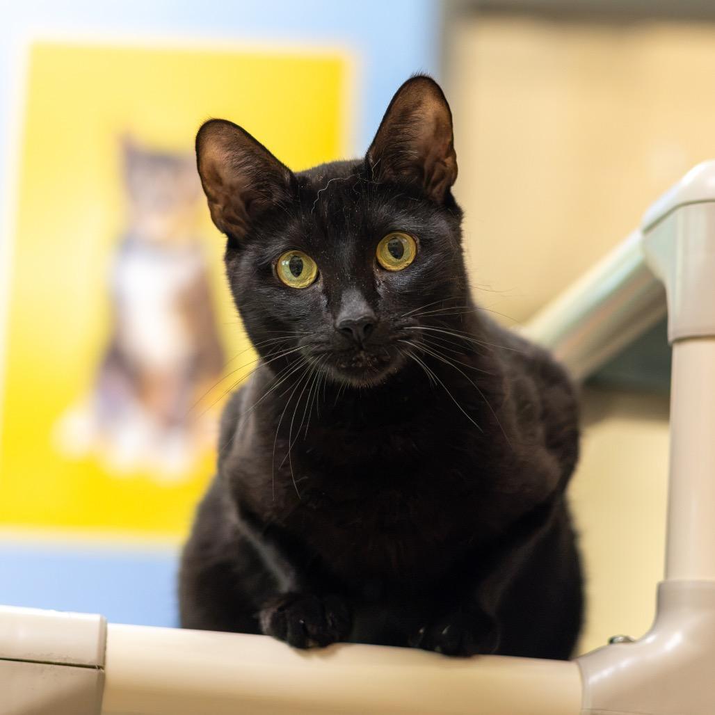 Enlarge Inky, a Adoptable Domestic Short Hair in Newark, DE image 3/6