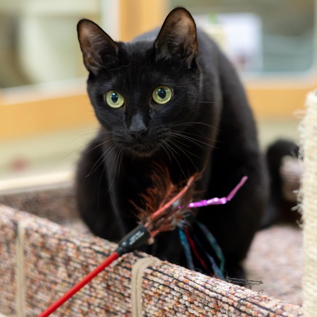 Enlarge Inky, a Adoptable Domestic Short Hair in Newark, DE image 4/6