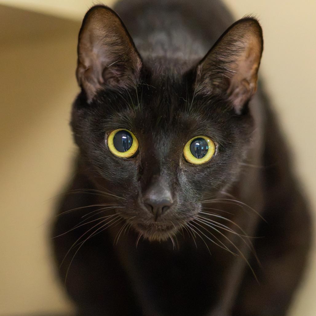 Enlarge Inky, a Adoptable Domestic Short Hair in Newark, DE image 5/6