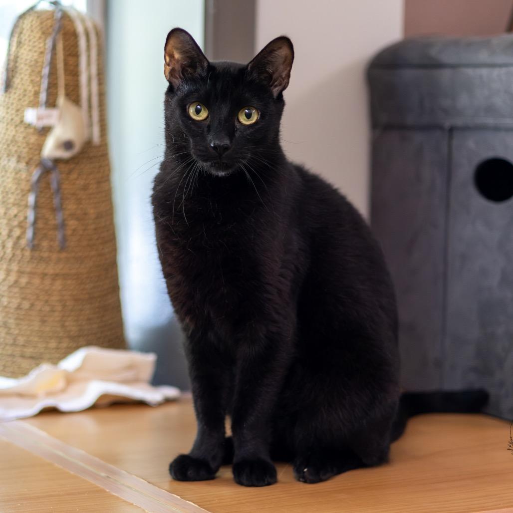 Enlarge Inky, a Adoptable Domestic Short Hair in Newark, DE image 6/6