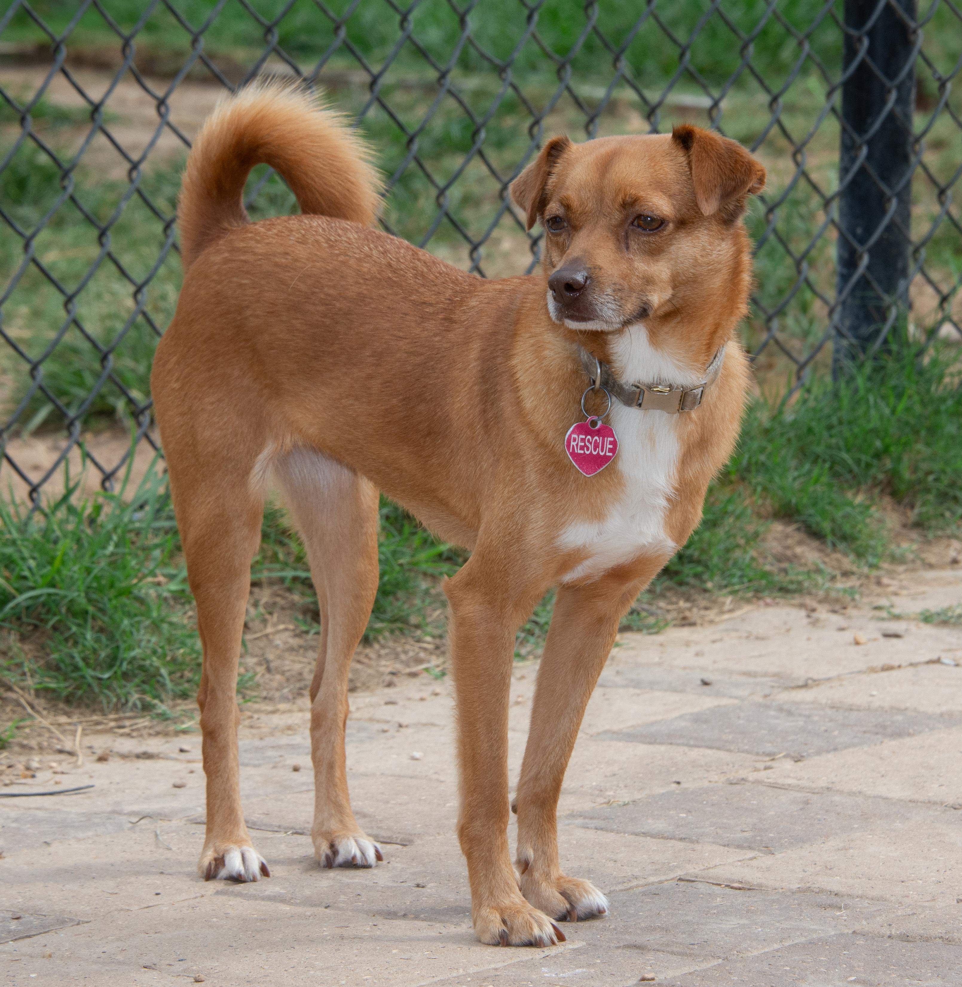 Enlarge Scarlet, a Adoptable mixed breed in Richmond, TX image 5/5