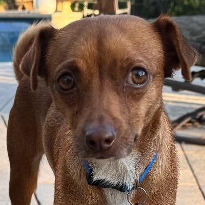 Scarlet, Adoptable, Adult Female Dachshund & Chihuahua.
