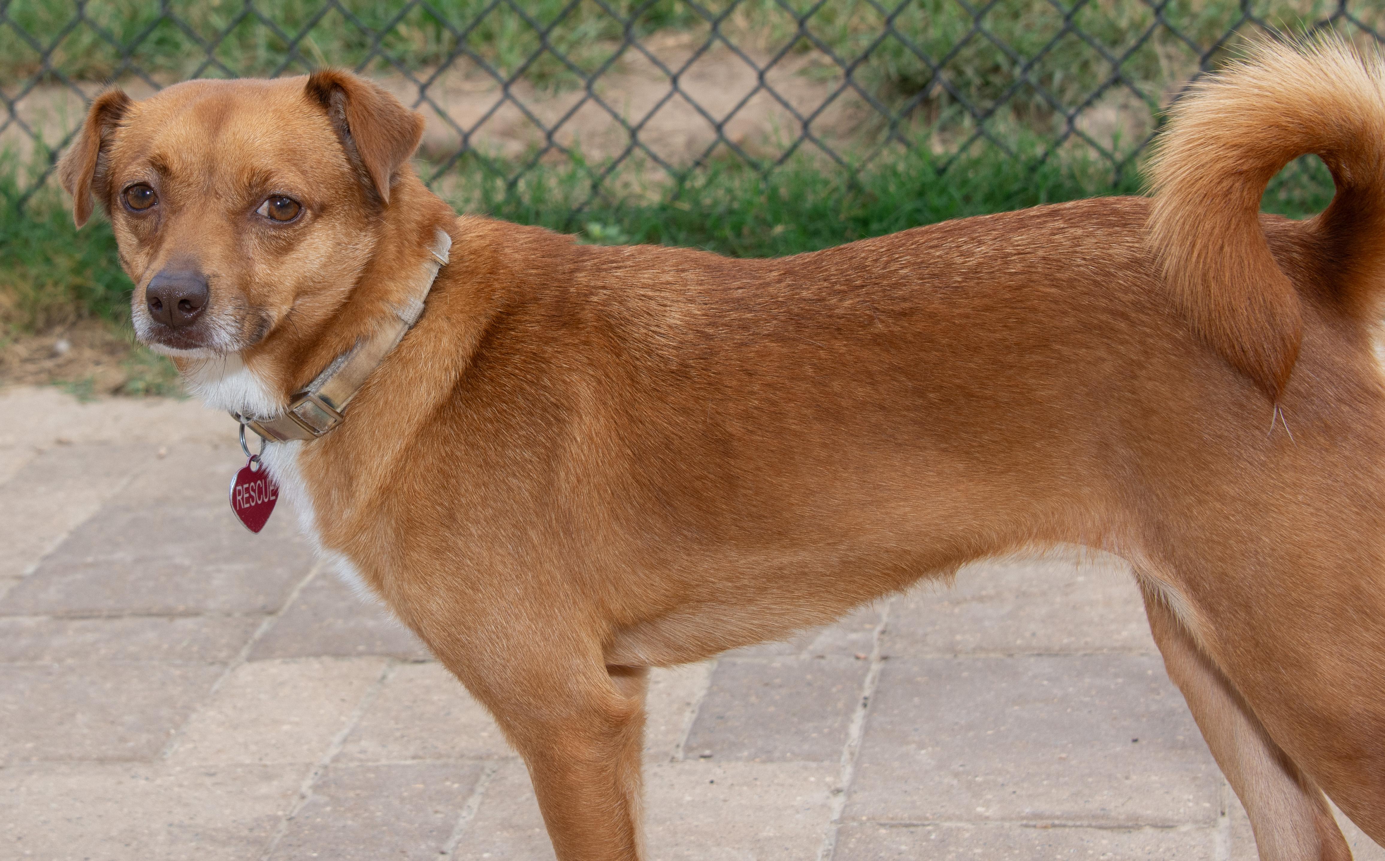Enlarge Scarlet, a Adoptable mixed breed in Richmond, TX image 3/5