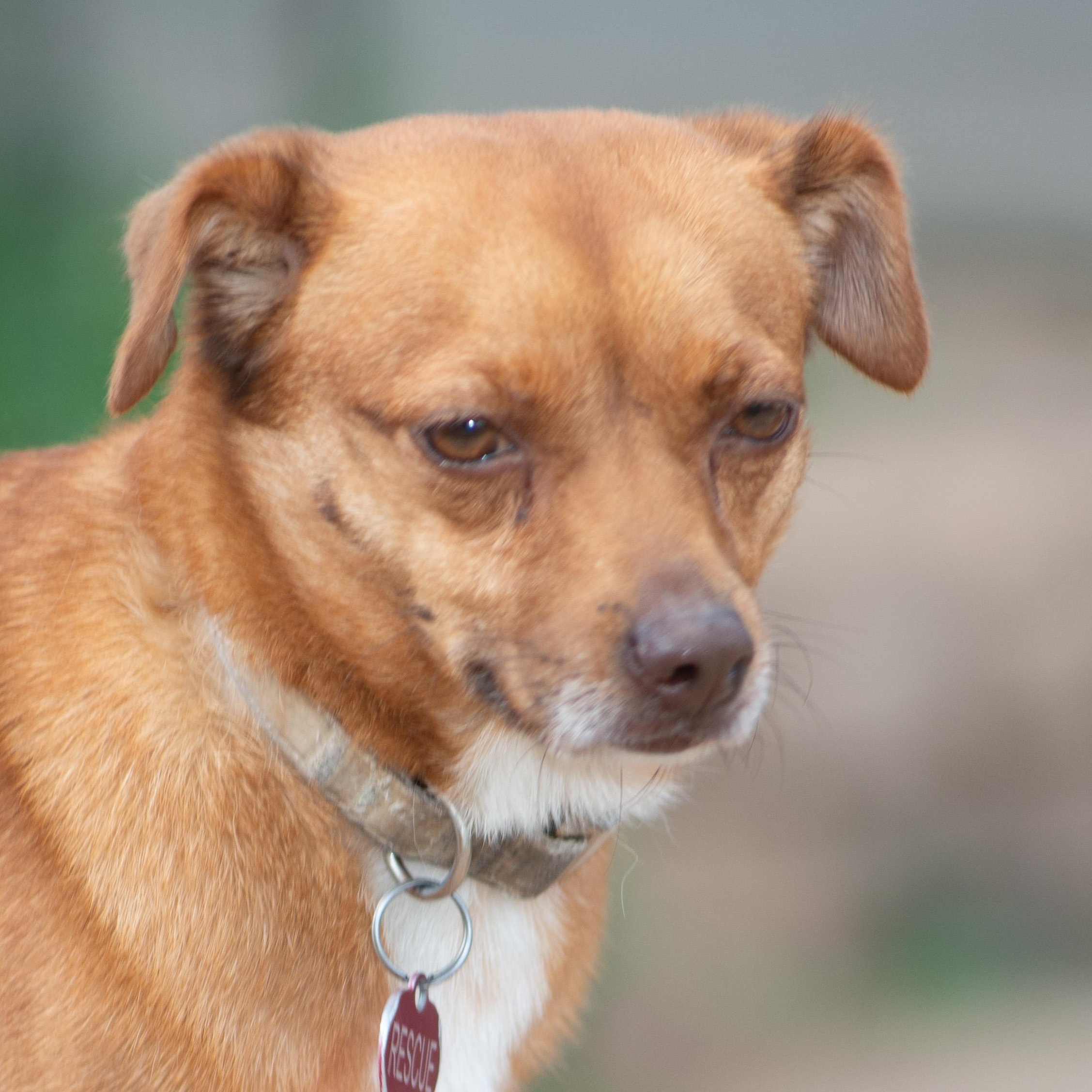 Enlarge Scarlet, a Adoptable mixed breed in Richmond, TX image 2/5