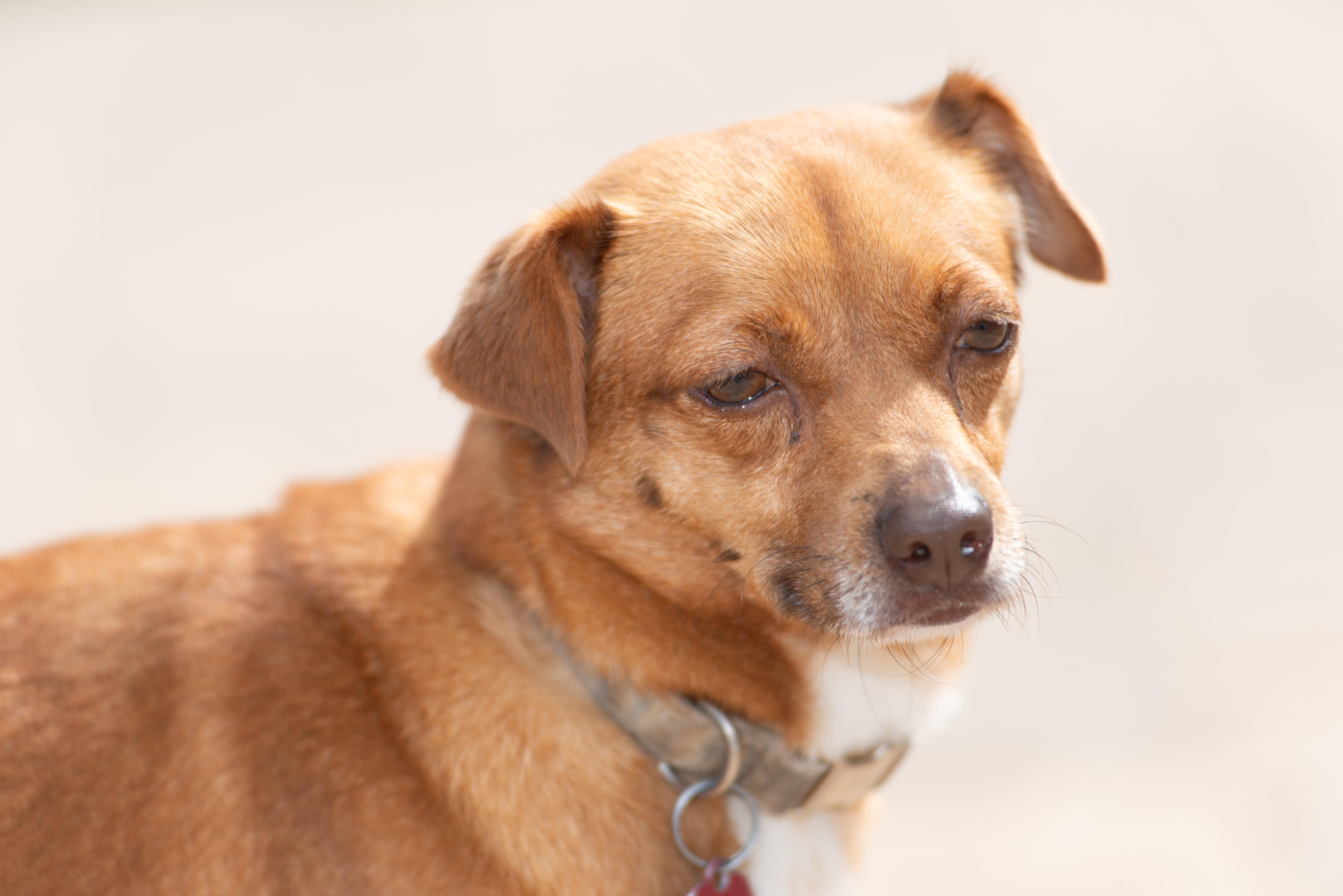Enlarge Scarlet, a Adoptable mixed breed in Richmond, TX image 4/5