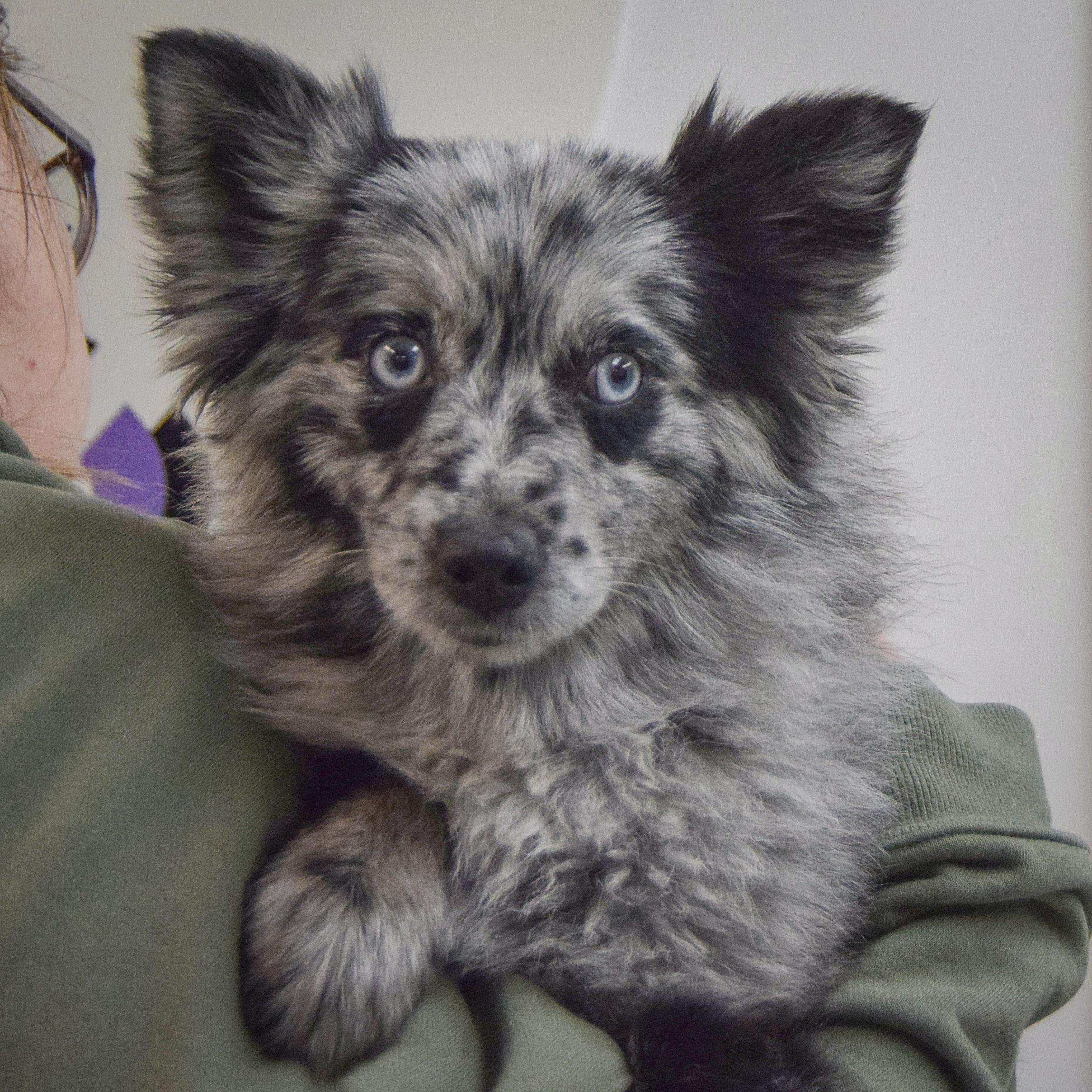 Coraline thumbnail 2