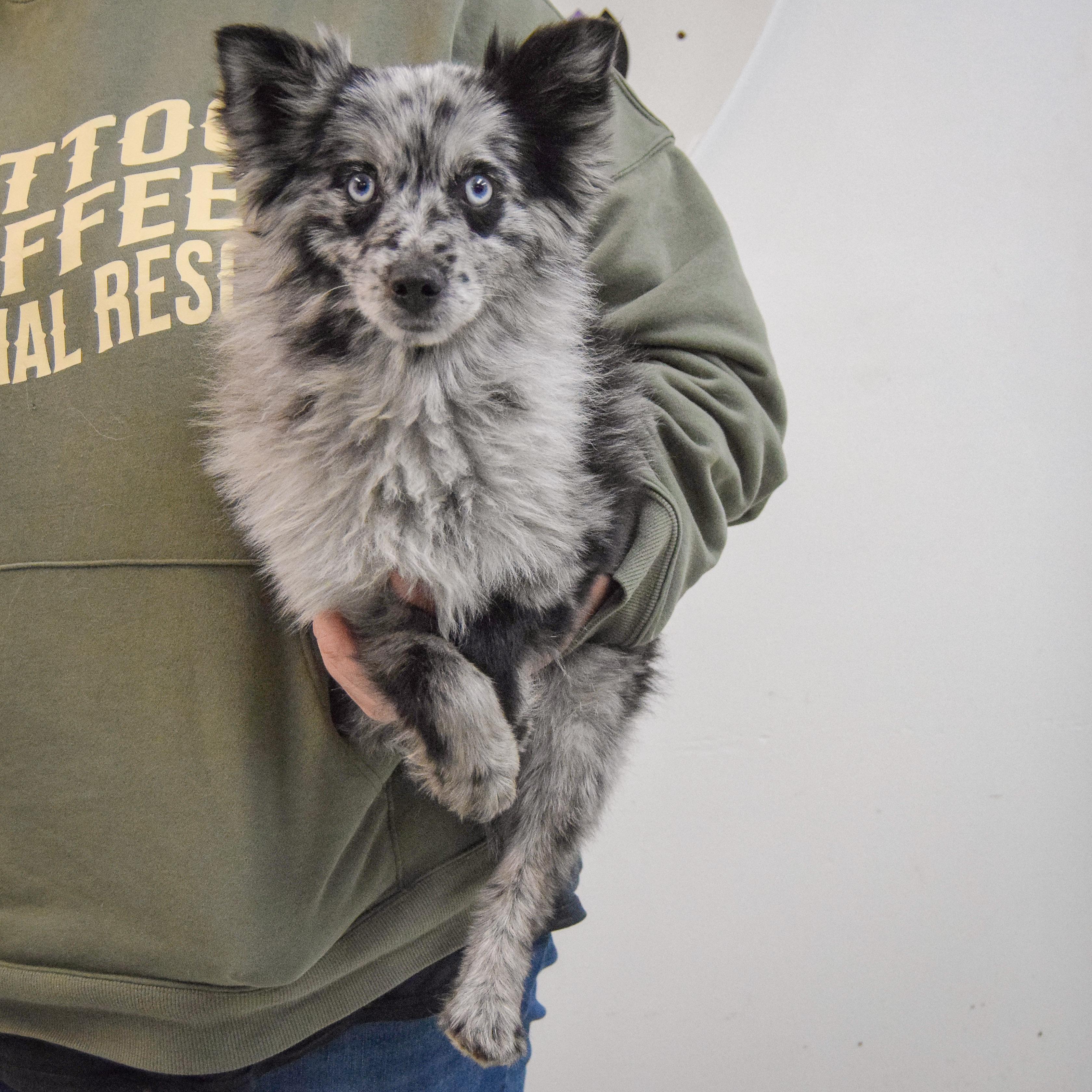 Coraline thumbnail 3