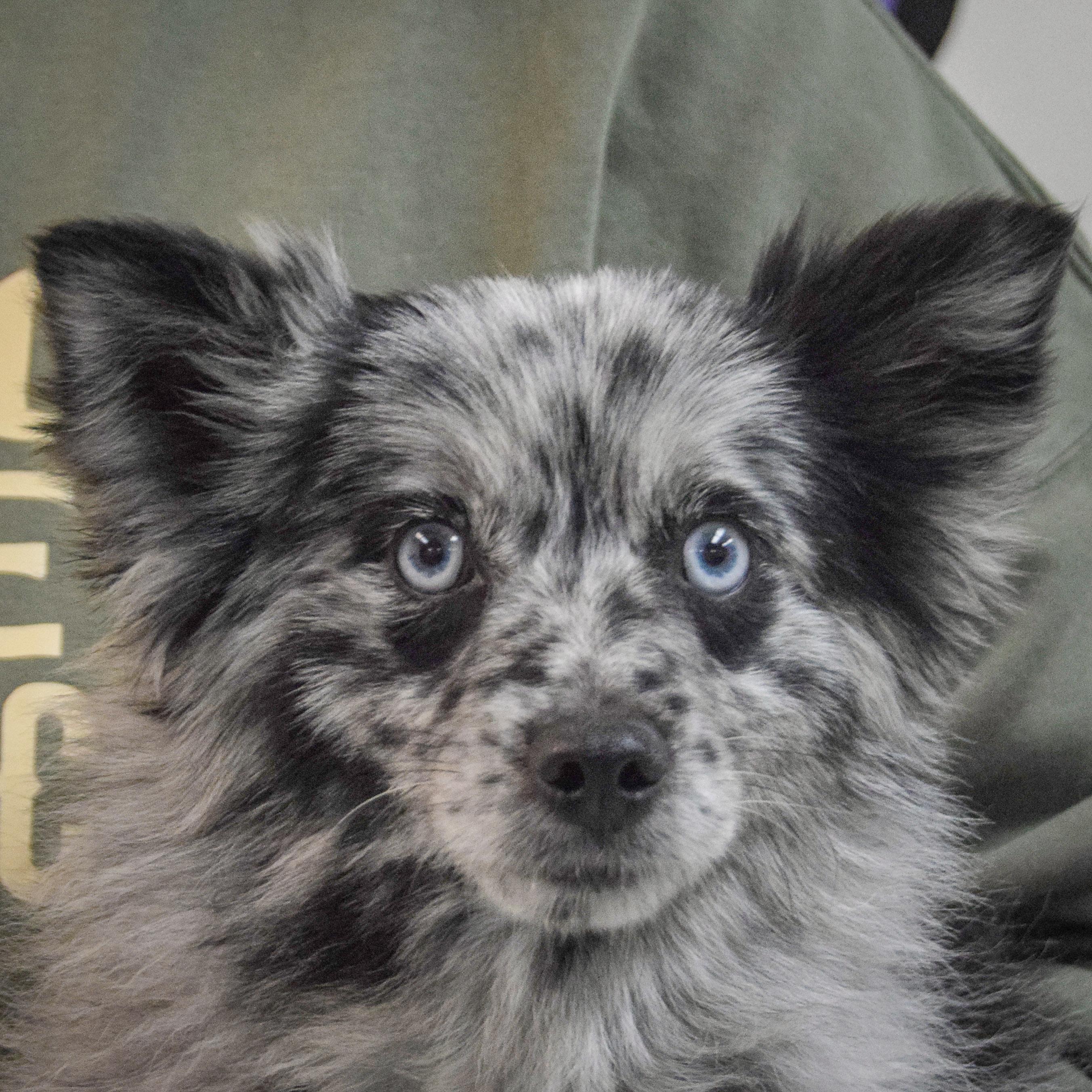 Coraline thumbnail 4