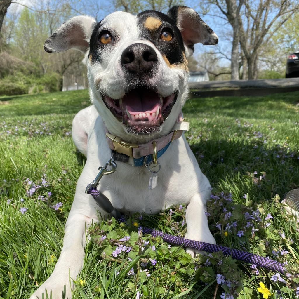 Magnolia, a Adoptable Mixed Breed in Fairfax Station, VA image 3/6