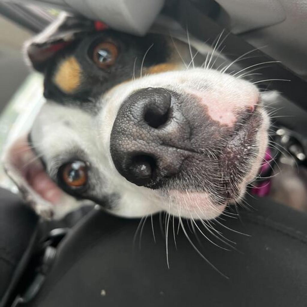 Magnolia, a Adoptable Mixed Breed in Fairfax Station, VA image 4/6
