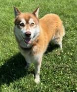 Dragon, ADOPTABLE, Adult Male Siberian Husky.