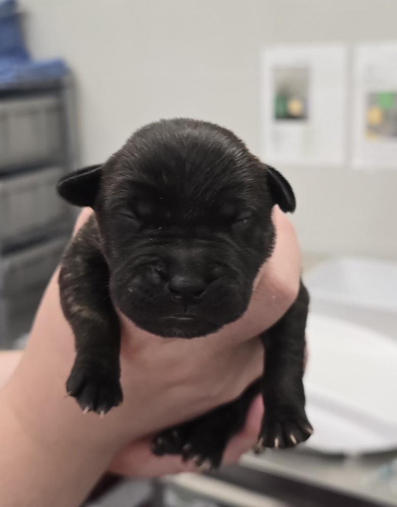 Pinot, a Adopted Terrier in Evansville, IN image 2/2