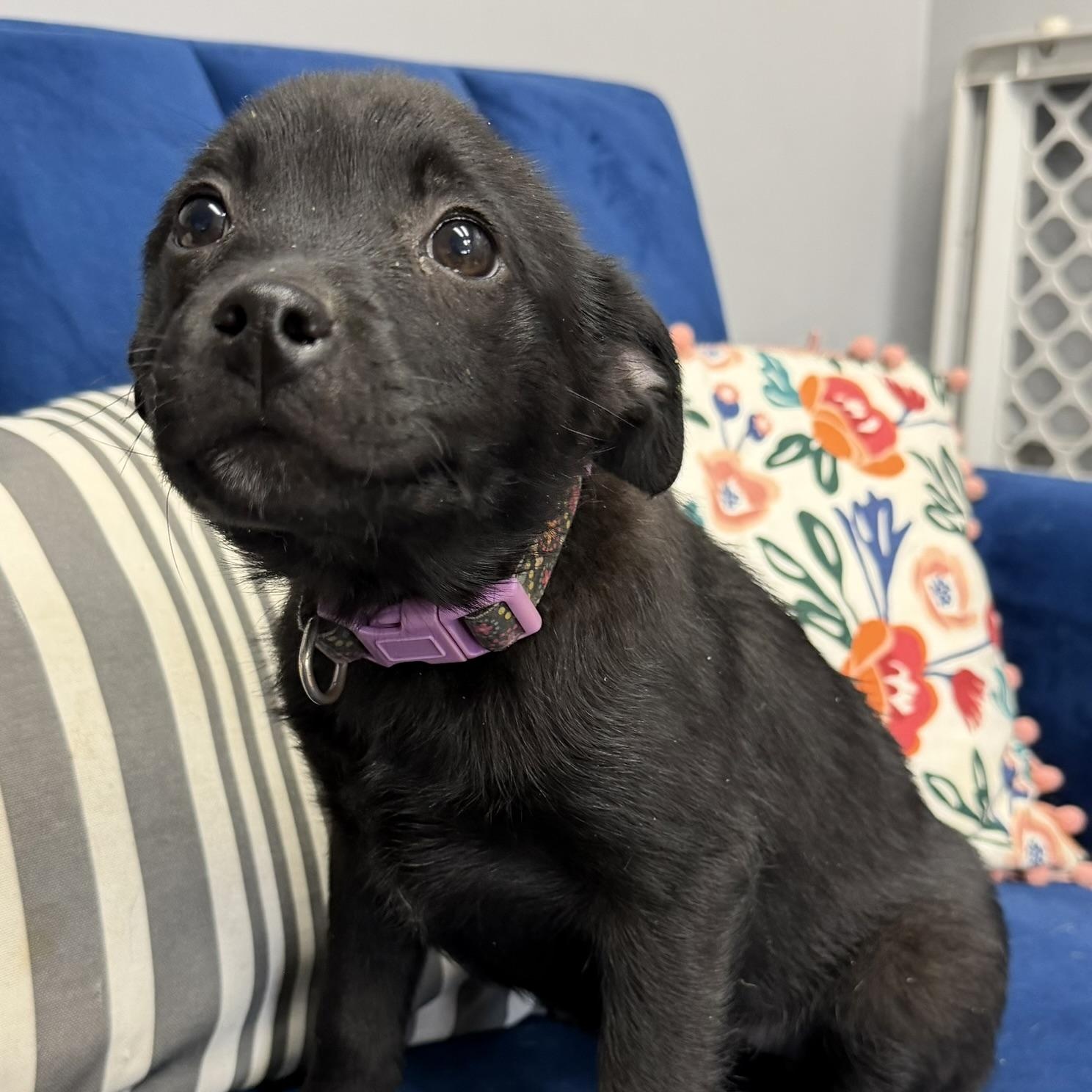 Enlarge Mossimo, a Adoptable mixed breed in Owensboro, KY image 1/2