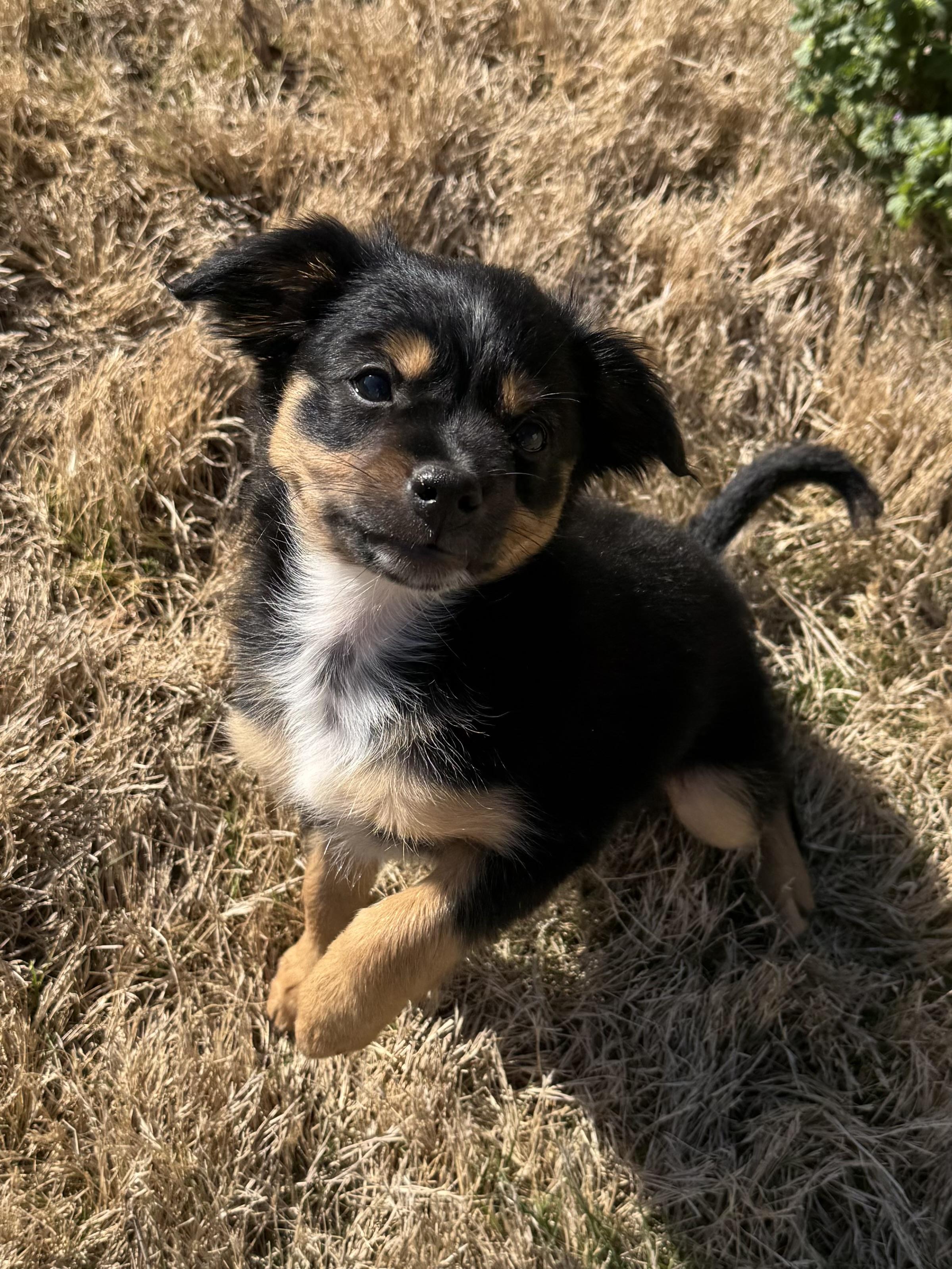 Enlarge Magnolia, a Adoptable mixed breed in Monroeville , PA image 6/6