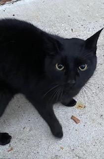 Kai 1 year AVAIL 1/22, Adoptable, Young Male Domestic Short Hair.