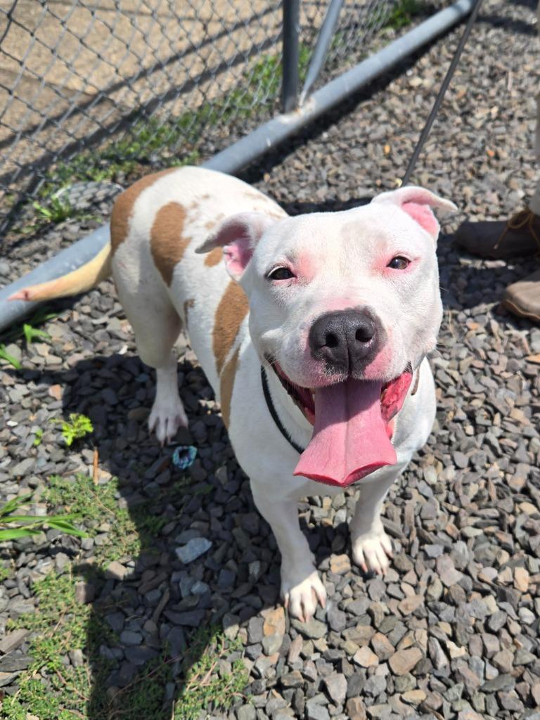 Bubblegum, ADOPTABLE, Young Female Pit Bull Terrier.