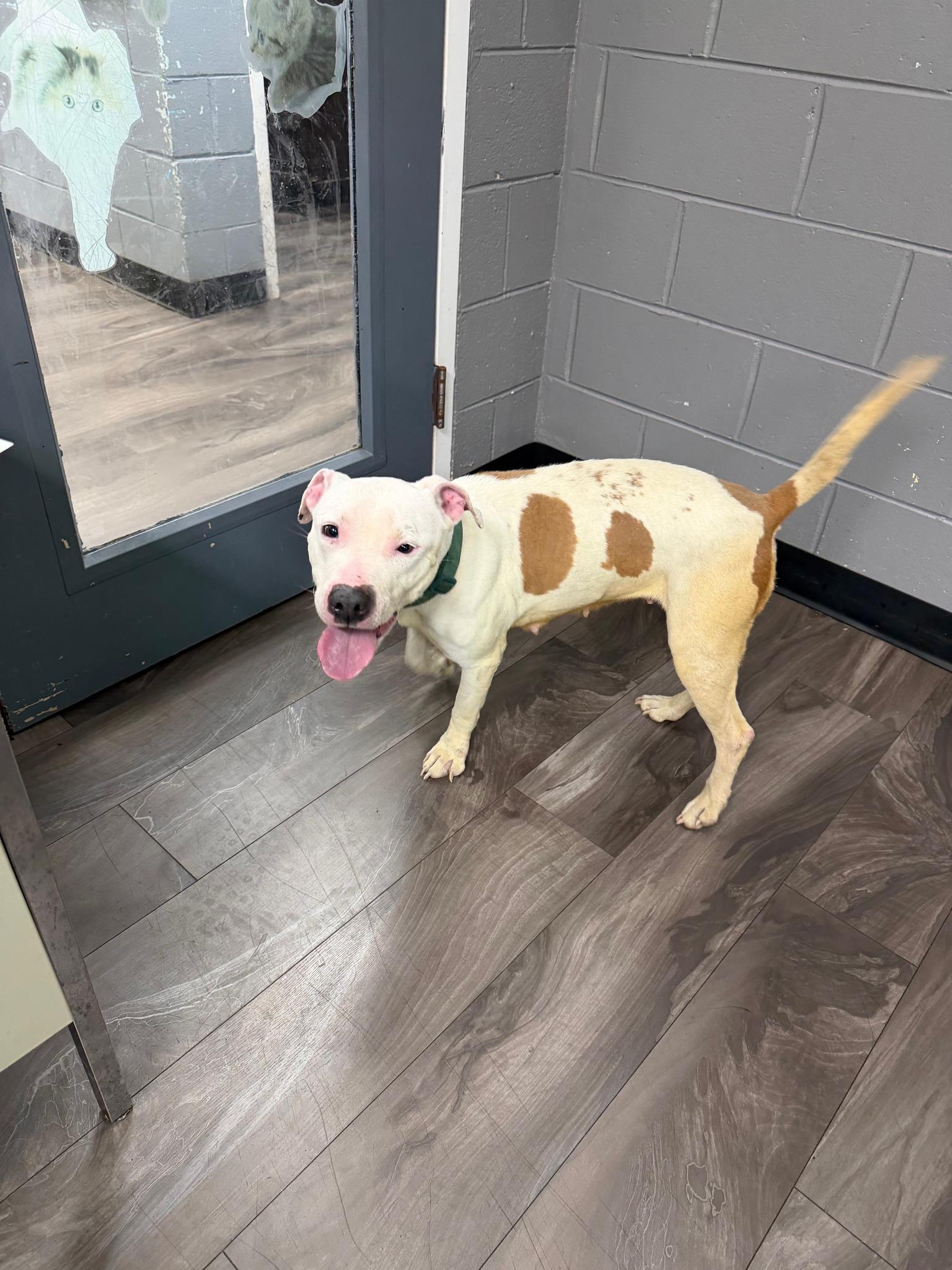 Enlarge Bubblegum, a ADOPTABLE Pit Bull Terrier in Trenton, NJ image 1/1