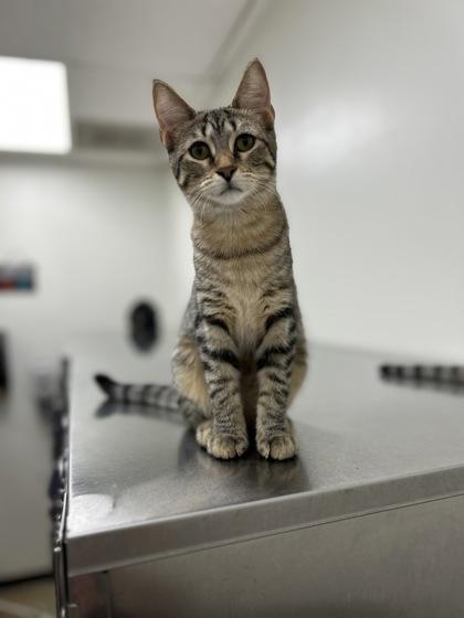 Aria, Adoptable, Young Female Domestic Short Hair & Domestic Short Hair.