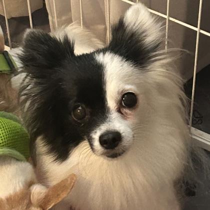 Cloud, Adoptable, Adult Female Pomeranian & Mixed Breed.