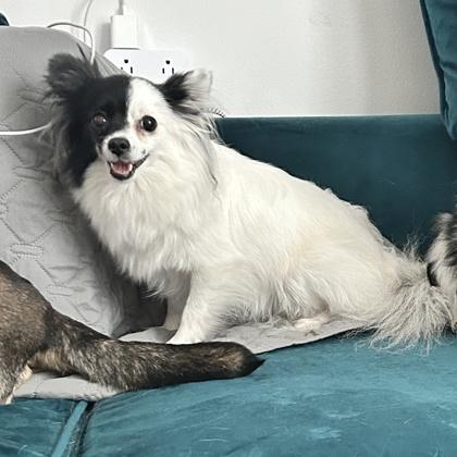 Cloud, Adoptable, Adult Female Pomeranian & Mixed Breed.