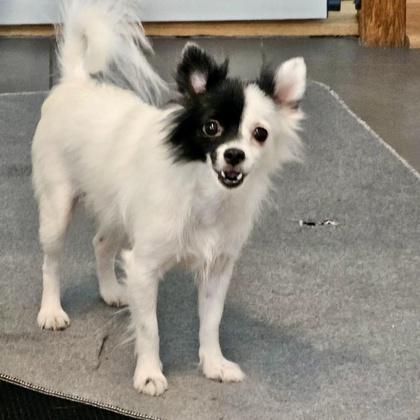 Cloud, a Adoptable mixed breed in Elk Grove Village, IL image 3/3