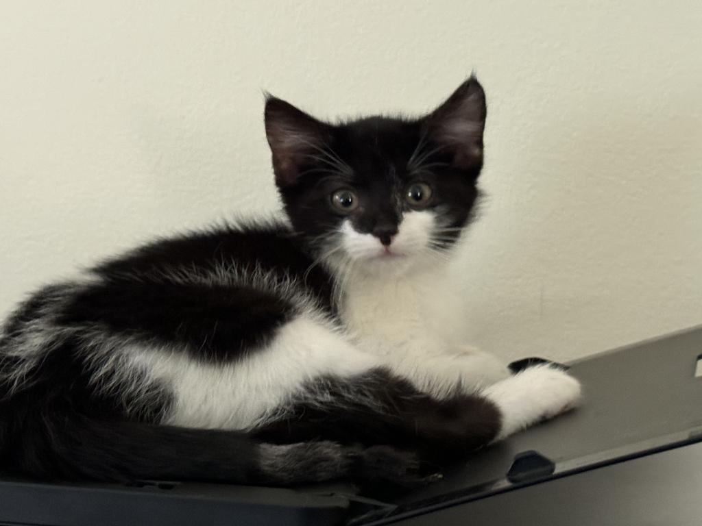 Hope, a Adopted mixed breed in Saint Paul, MN image 1/4