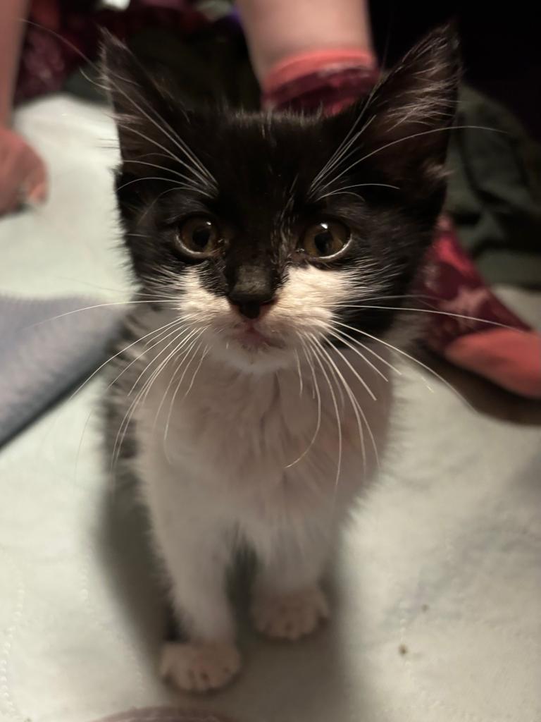 Hope, a Adopted mixed breed in Saint Paul, MN image 2/4