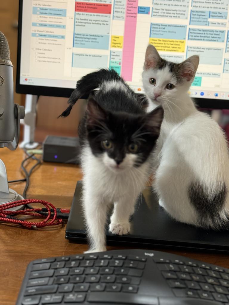 Hope, a Adopted mixed breed in Saint Paul, MN image 3/4