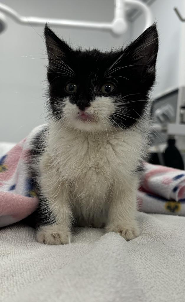 Hope, a Adopted mixed breed in Saint Paul, MN image 4/4