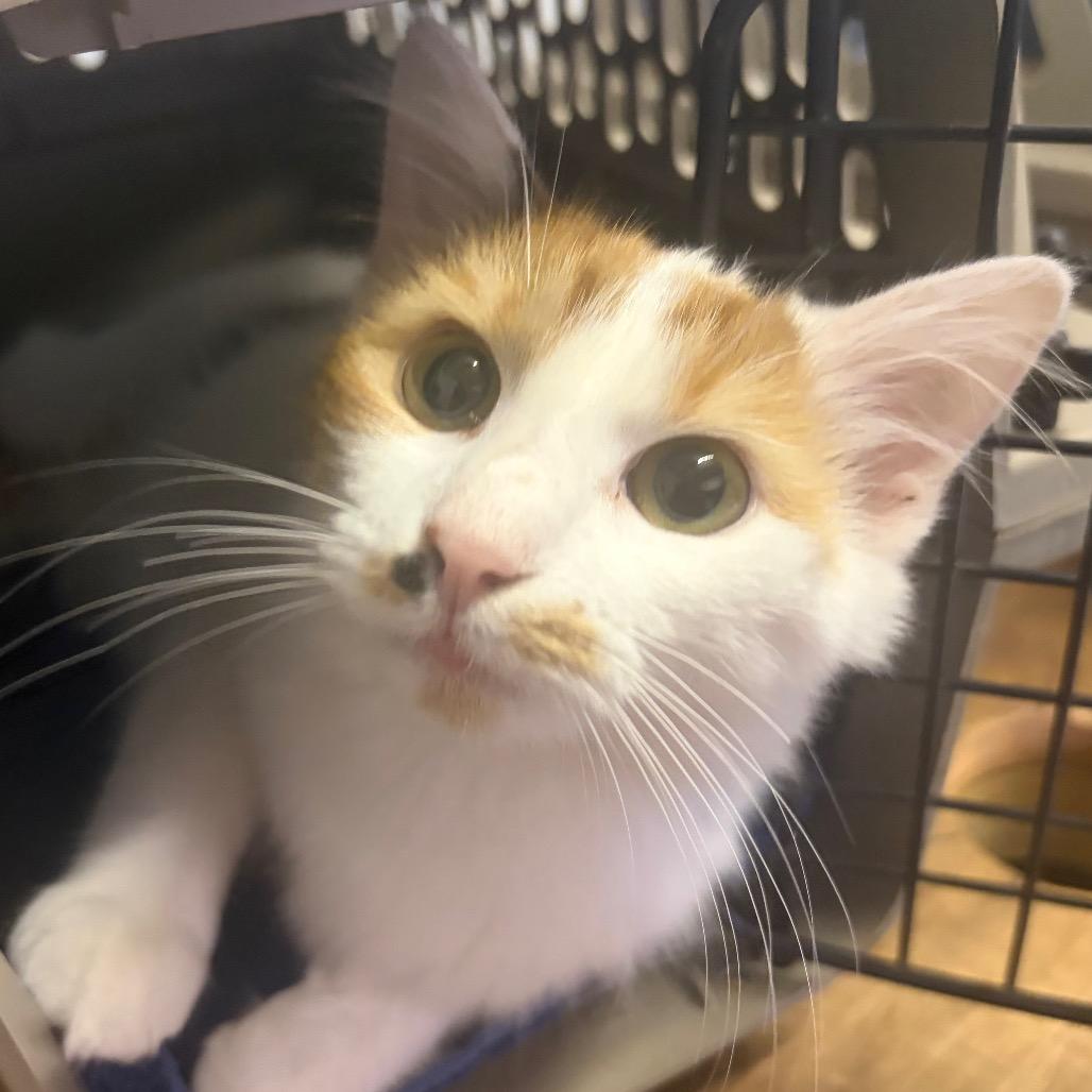 Enlarge Miss Kitty, a Adoptable Domestic Medium Hair in Mocksville, NC image 1/2